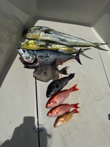 Five little tunny, lane snapper, and grey triggerfish in Fort Pierce