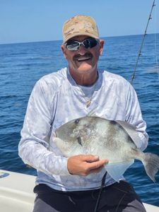 Grey triggerfish catch from Fort Pierce FL fishing trip