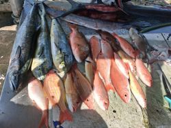 Fresh caught fish including King Mackerel, Mutton Snapper, Lane Snapper, and Mahi Mahi displayed on boat deck in Fort Pierce FL
