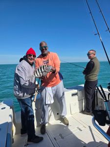 Sheepshead fish caught while fishing in Fort Pierce FL waters