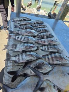 Fresh caught sheepshead and permit fish displayed on cleaning table at Fort Pierce FL fishing dock