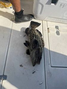 Gag Grouper caught while fishing in FL