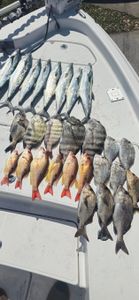 7 black margate and spanish mackerel fish caught while fishing in Fort Pierce