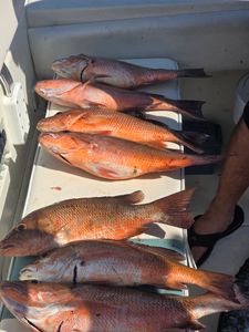 Fresh caught grey snapper displayed on boat deck after fishing trip in Fort Pierce Florida