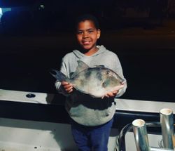 Grey Triggerfish caught fishing in FL