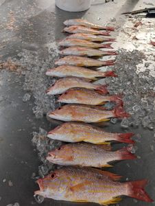 7 fish caught while fishing in FL