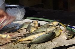 Three fishing rods at the beach in Fort Pierce