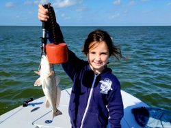 Atlantic Croaker fish caught while fishing in TX