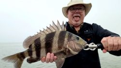 Sheepshead fish caught while fishing in TX