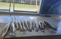 9 spotted weakfish caught in Corpus Christi, Texas