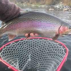 Steelhead Fishing