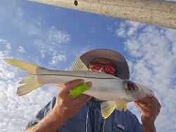 Snook & release – or dinner? 