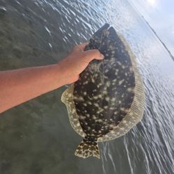 Southern Flounder caught while fishing at South Padre Island