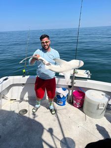 Bull shark in the afternoon