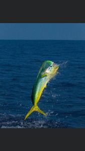Mahi-mahi on the loose!