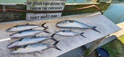 4 bluefish and spanish mackerel caught in Norfolk, Virginia