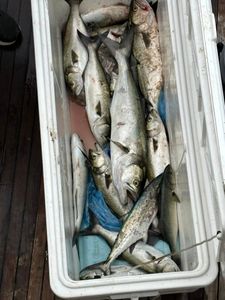 Four bluefish caught in VA