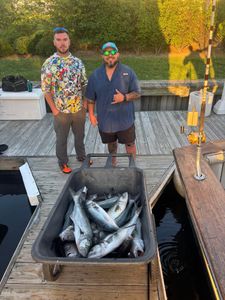 Successful bluefish fishing trip in Norfolk VA with large catch displayed in container on dock