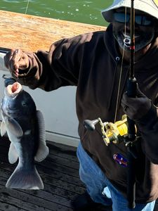 A lone fisherman in Norfolk catches the 'Best, great' catch of the day.