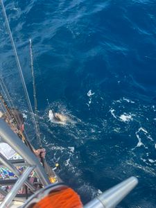 Shark swimming near fishing boat in blue ocean water off Norfolk VA