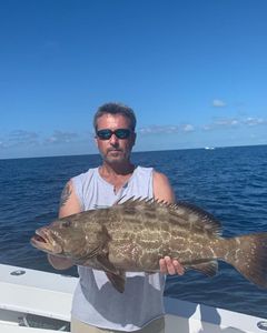Black Grouper in Florida Keys