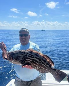 A black grouper fish caught in FL by a fisherman