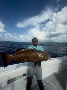 Black grouper caught while fishing in Tavernier FL waters