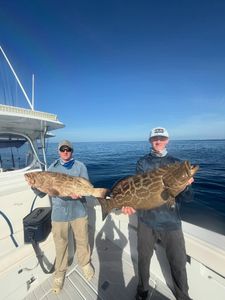 Two large grouper fish caught during fishing trip in Tavernier FL showing black grouper and gag grouper