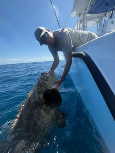 Goliath grouper being released back into blue ocean waters from fishing boat in Tavernier Florida
