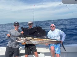 Massive Atlantic Sailfish caught in FL