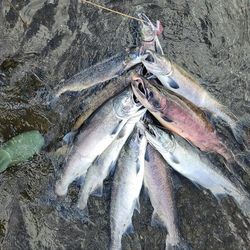 5 sockeye salmon and rainbow trout caught at Larsen Bay