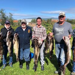 6 fishing 33-inch fish caught in Larsen Bay