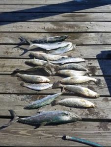 Top-notch Florida Fishing Trip
