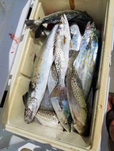 Caught our limits! Spotted Seatrout Fishing