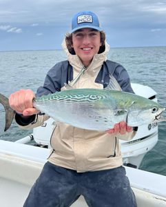Bonito Fishing In Cape Cod Bay