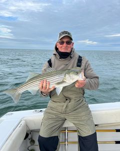 Striper Fish from Cape Cod Bay