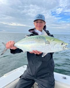 Reeling in memories on Cape Cod Bay. Bonito Fish