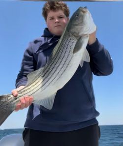 Perfect striped bass haul in Cape Cod waters.