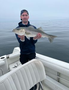 Early morning striped bass victory, Cape Cod.