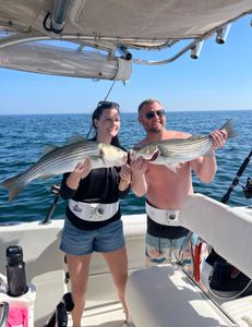 Two anglers holding large striped bass and wiper (hybrid striped bass) in East Dennis
