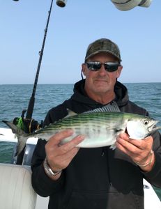 Image of an Atlantic Bonito fish caught in MA
