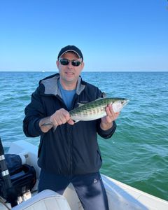 1 Atlantic Bonito fish caught on fishing tour in MA