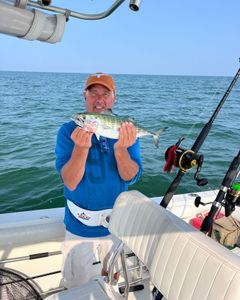 Atlantic Bonito fish caught while fishing in MA