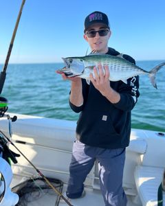 One Atlantic Bonito fish caught fishing in MA