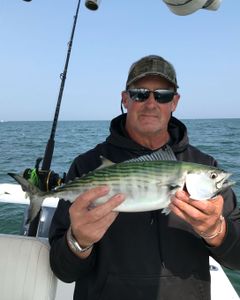 Fishing adventure with an Atlantic Bonito in MA
