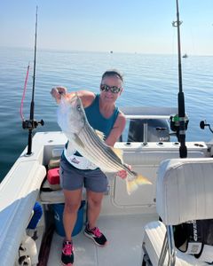 Striped bass catch in East Dennis