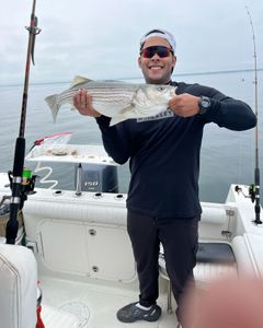 Striped bass caught by angler in MA