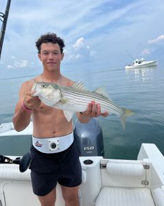 Striped bass caught in MA