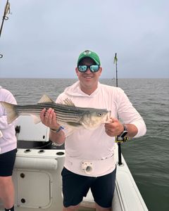 Striped bass caught in MA