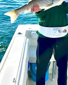 Striped bass caught in East Dennis